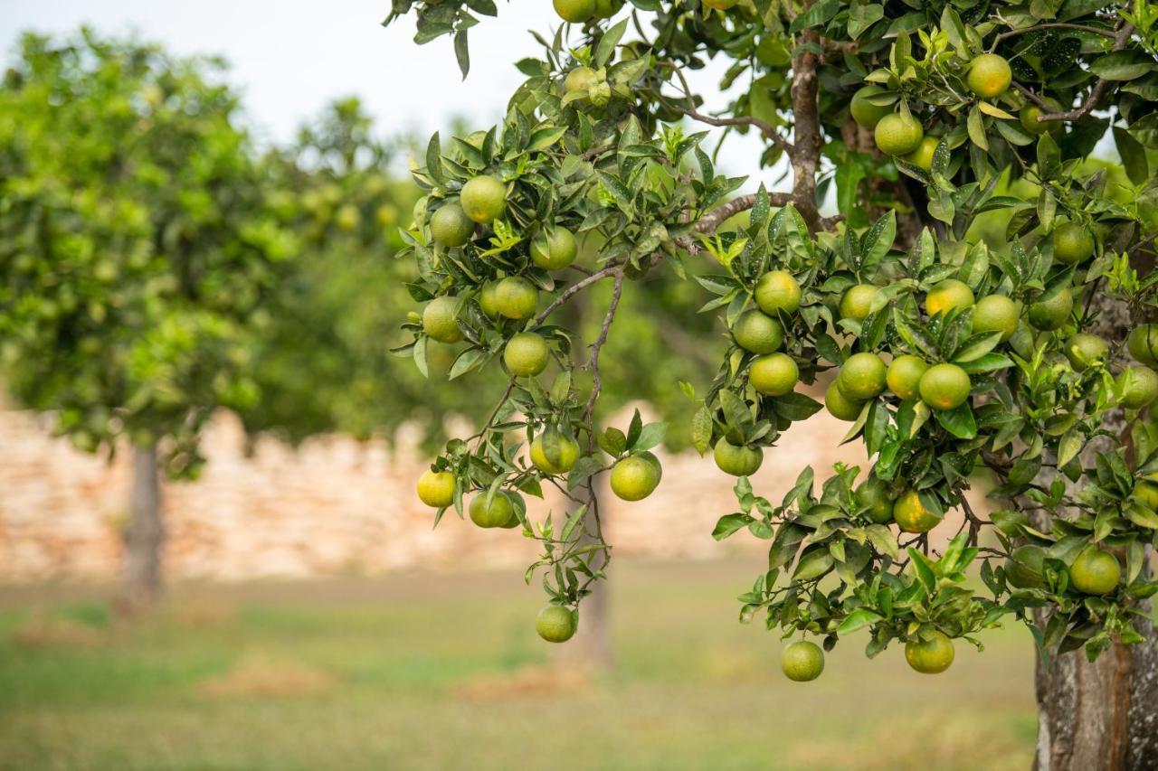 Estada en una granja Safragell Ibiza &
